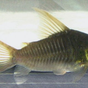 Corydoras esperanzae