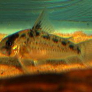 Corydoras evelynae