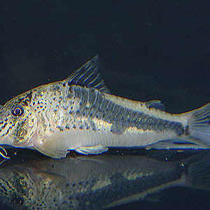 Corydoras fowleri