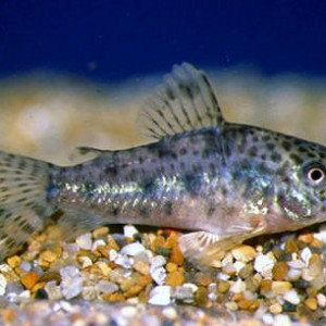 Corydoras garbei