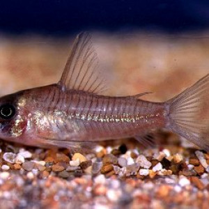 Corydoras griseus