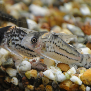 Corydoras incolicana