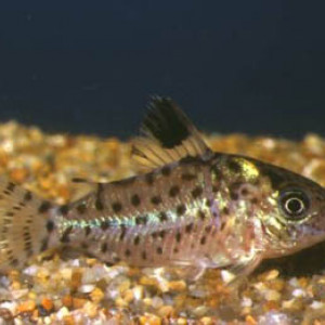 Corydoras lamberti