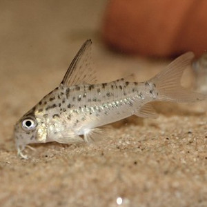 Corydoras loretoensis