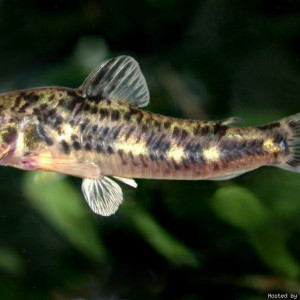 Corydoras micracanthus