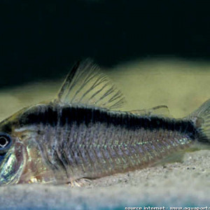 Corydoras narcissus