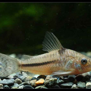 Corydoras nattereri