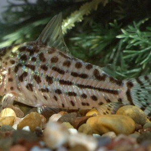 Corydoras ornatus