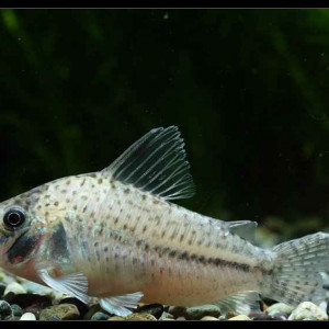 Corydoras orphnopterus