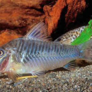 Corydoras oxyrhynchus