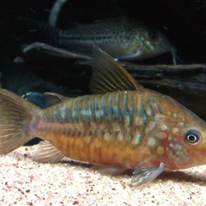 Corydoras pantanalensis