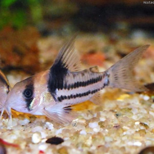 Corydoras parallelus