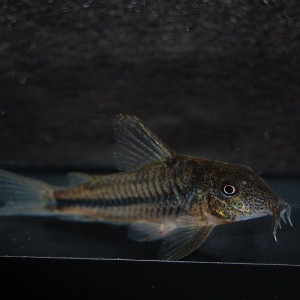 Corydoras prionotos