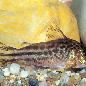 Corydoras robinae
