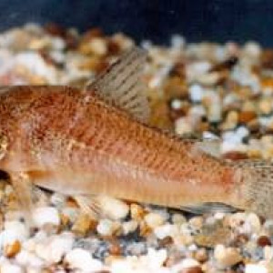 Corydoras sanchesi