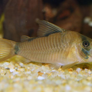 Corydoras saramaccensis