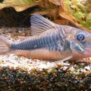 Corydoras treitlii