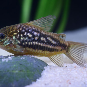 Corydoras undulatus