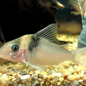 Corydoras virginiae