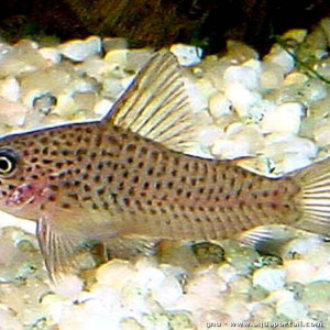 Corydoras xinguensis