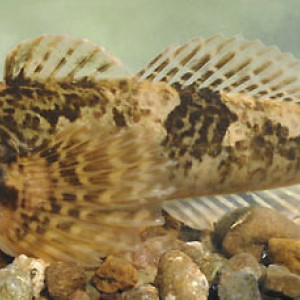 Cottus duranii