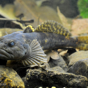 Cottus gobio