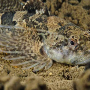 Cottus perifretum