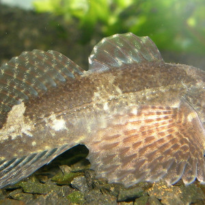 Cottus petiti