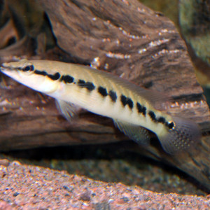 Crenicichla  cyclostoma