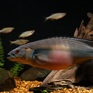 Crenicichla  johanna