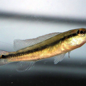 Crenicichla  scottii