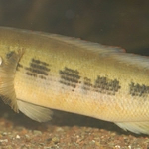 Crenicichla  semifasciata