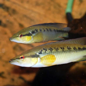 Crenicichla  sveni