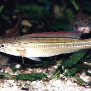 Crenicichla  virgatula