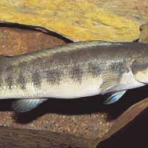 Crenicichla cametana
