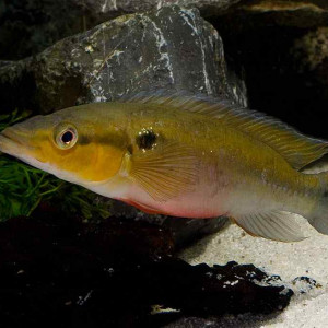 Crenicichla lepidota