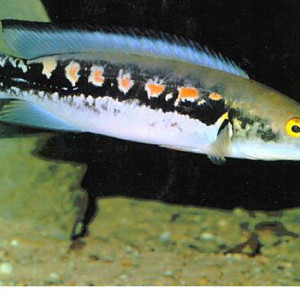 Crenicichla marmorata