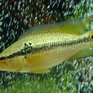 Crenicichla saxatilis