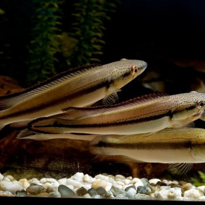 Crenicichla strigata
