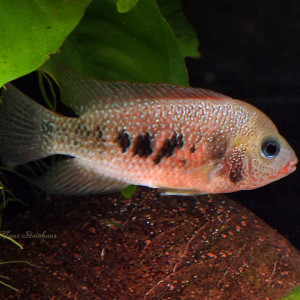 Cryptoheros panamensis