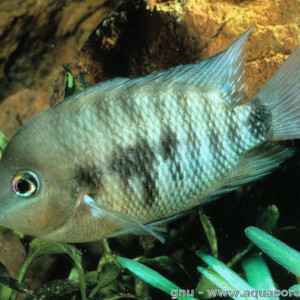Cryptoheros spilurus