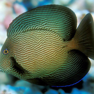 Ctenochaetus hawaiiensis