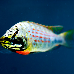 Ctenochromis  horei