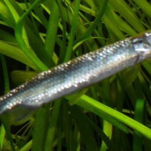 Ctenolucius hujeta