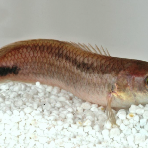 Ctenopoma pellegrini