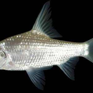 Cyclocheilichthys lagleri