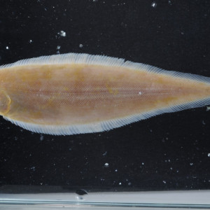 Cynoglossus microlepis