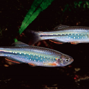 Danio feegradei