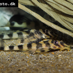 Dekeyseria pulchra