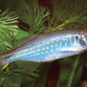 Devario affinis